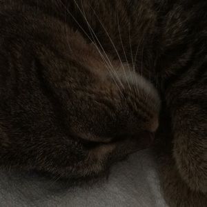 Meet your Posher, Nancy